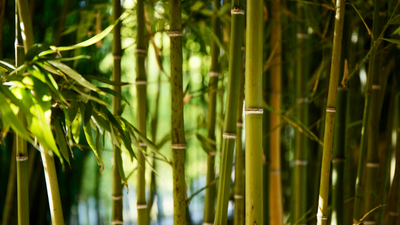 bambu yorgan; bambu bebek yorganı; bambu yorgan kullananlar